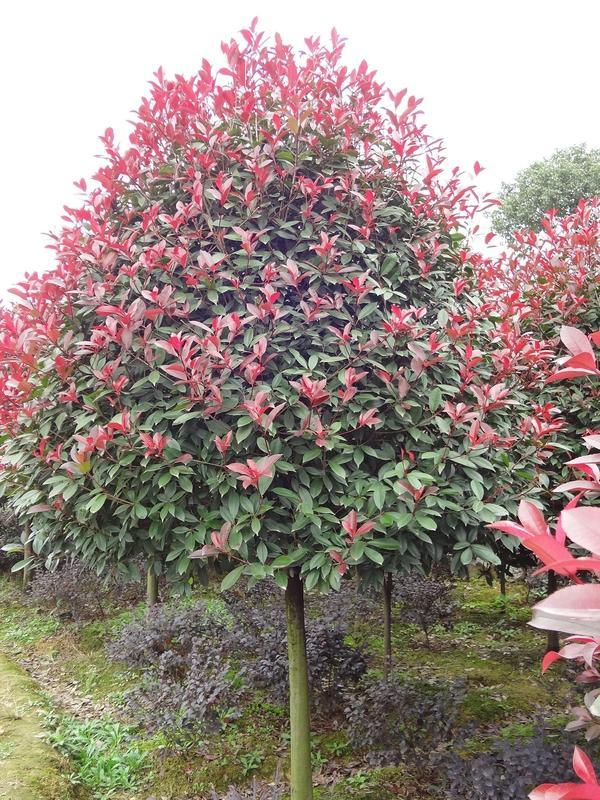 叢生喬木還能火多久？